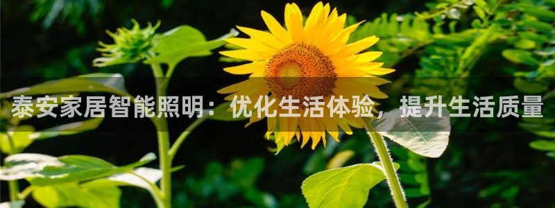 泰安家居智能照明：优化生活体验，提升生活质量